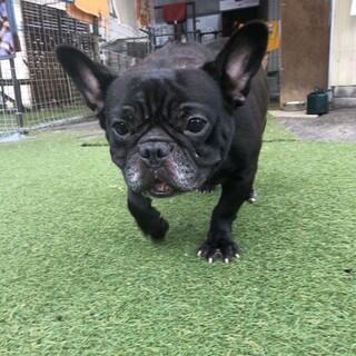 トライアル決定につき、停止。人が大好き黒豆ちゃん