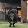 トライアル決定につき、停止。人が大好き黒豆ちゃん サムネイル2