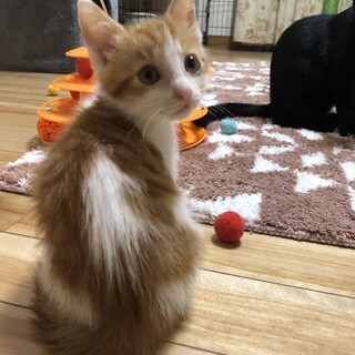 ありがとうございました★茶白のパトリックちゃん