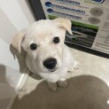 里親様決定いたしました。垂れ耳が可愛い優しい男の子