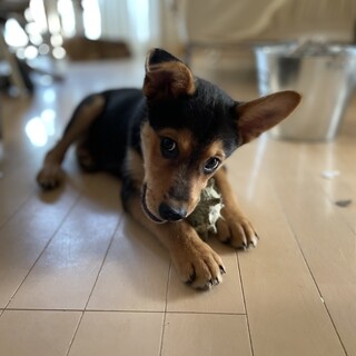 ムックル♂3ヶ月