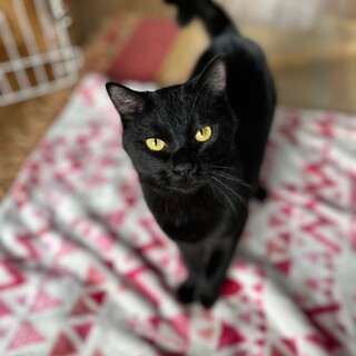 可愛い3兄妹　くろべぇ