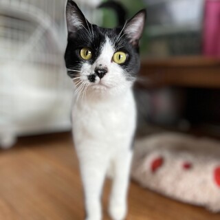 可愛い3兄妹 ハル