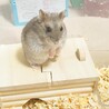 ゆゆねこ42