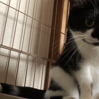 【里親決定】スコティッシュフォールドの女の子　1歳