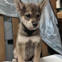 生後約2ヶ月の子犬里親緊急募集