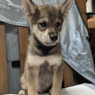 生後約2ヶ月の子犬里親緊急募集
