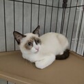 美シャム？ラグドール？こねこ♀