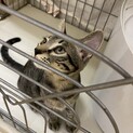 元気な甘えん坊キジ兄弟（弟）