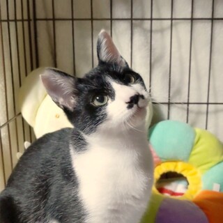 甘えん坊なオス子猫