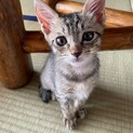 キジトラ約2ヶ月