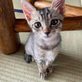 キジトラ約2ヶ月