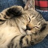 にゃん吉mama さん