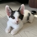里親さん決定致しました。ありがとうございました。