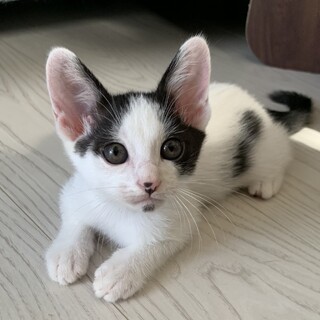 里親さん決定致しました。ありがとうございました。