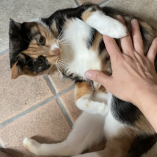 レアな柄のミケ猫ちゃんの里親さん募集！