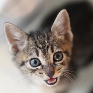 トラ君◆元気いっぱいキジトラ子猫