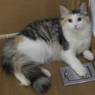 純粋ノルウェージャン1歳女の子