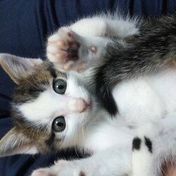 in瀬戸『せともの祭り』2日間連日開催☆子猫の譲渡会2022年9月10日（土）＆11日（日）