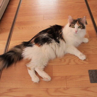 ノル5歳の女の子！ 