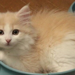 ノルウェージャン女の子!