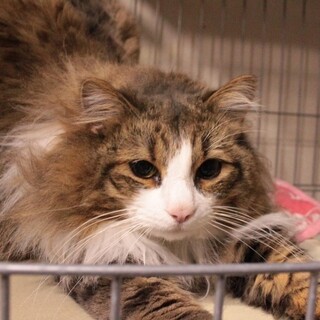 純粋ノルウェージャン 　