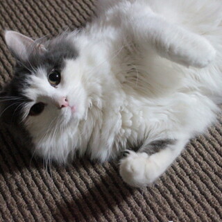 純粋ノルウェージャン