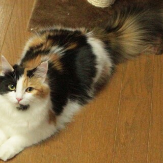 純粋ノルウェージャン