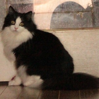 純粋ノルウェージャン