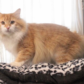 ノルウェージャン男の子