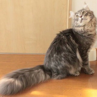 ノルウェージャン男の子