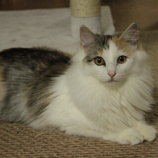 ノルウェージャン女の子