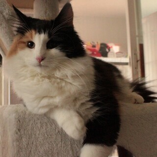 ノルウェージャン女の子