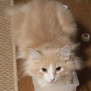 純粋ノルウェージャン男の子