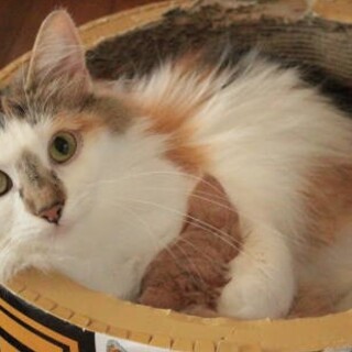 純粋ノルウェージャン6歳女の子