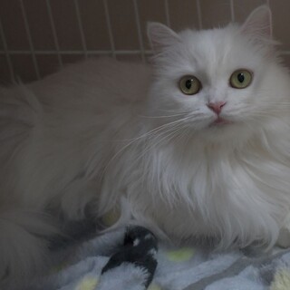 純粋ノルウェージャン5歳女の子