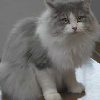 純粋ノルウェージャン4歳女の子