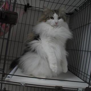 純粋ノルウェージャン4歳男の子