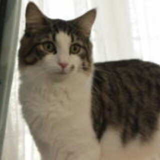 純粋ノルウェージャン6歳女の子