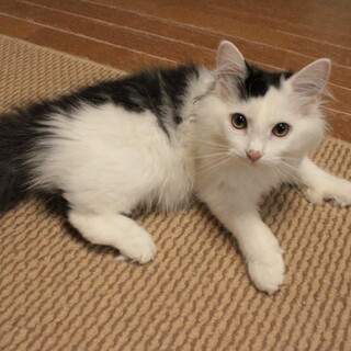 純粋ノルウェージャン(里親決定）