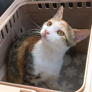 ☆あまあま片足の三毛女子♡美猫かのこちゃん