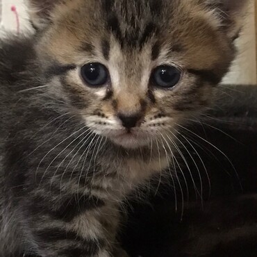 里子に出した子達