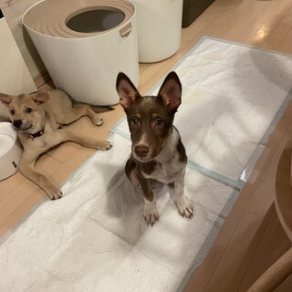 トライアル決定サニー♂3か月