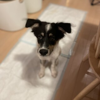 みんなと仲良し☆優しく賢いもふ太♂3か月