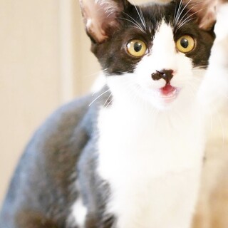 運動神経抜群！甘えん坊のハチワレちゃん