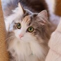 ノルウェージャンフォレストキャット 大人しい女の子
