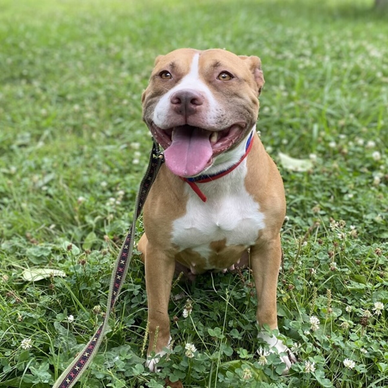 明るくてパワフルな筋肉系女子 神奈川県 犬の里親募集 ペットのおうち 月間利用者150万人