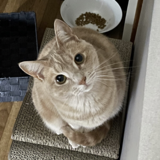 【アメリカンショートヘア】女の子　去勢済み　二歳