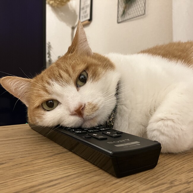 さるさるさんのカバー写真