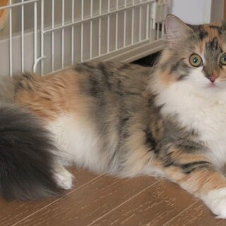 純粋ノルウェージャン3歳女の子